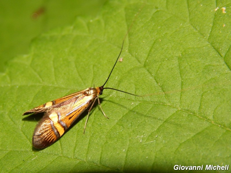 Nemophora degeerella  M e F